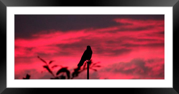 Bird at Sunrise Framed Mounted Print by ian jackson