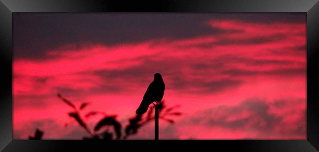  Bird at Sunrise Framed Print by ian jackson