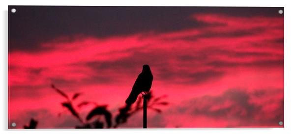  Bird at Sunrise Acrylic by ian jackson