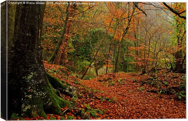  Lords Wood Forest of Dean Canvas Print by Diana Mower