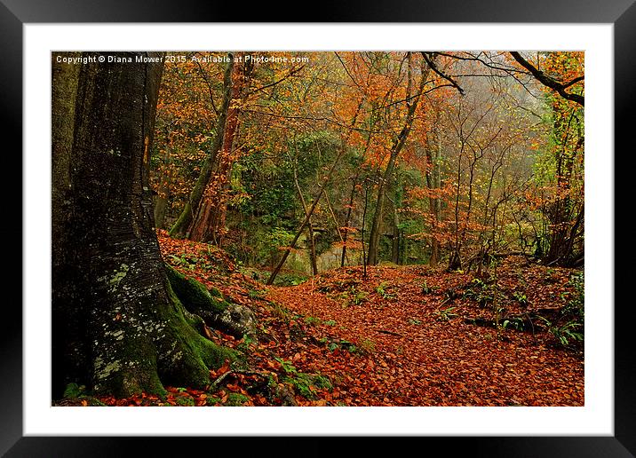 Lords Wood Forest of Dean Framed Mounted Print by Diana Mower
