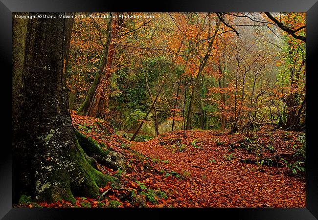  Lords Wood Forest of Dean Framed Print by Diana Mower