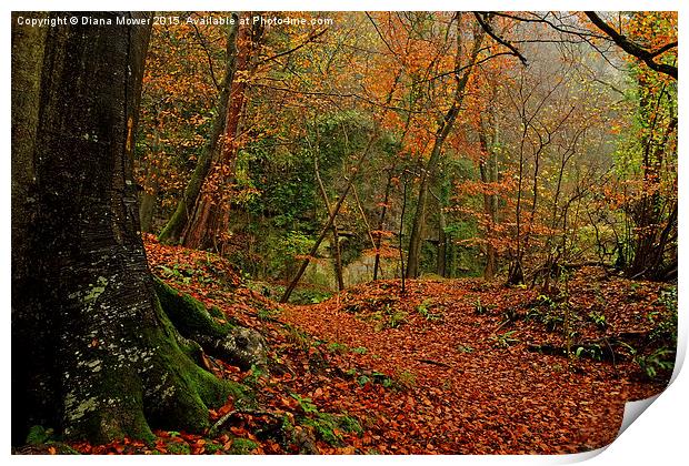  Lords Wood Forest of Dean Print by Diana Mower