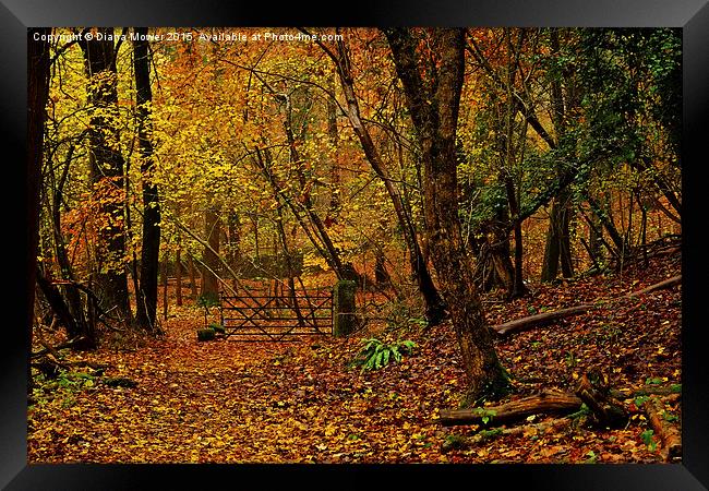The Forest of Dean Framed Print by Diana Mower
