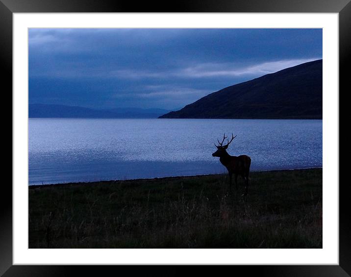  Red Deer looking to Skye Framed Mounted Print by ian jackson