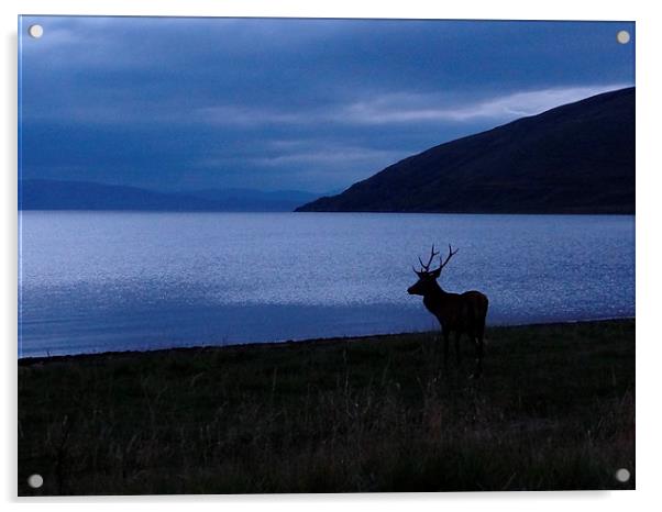  Red Deer looking to Skye Acrylic by ian jackson