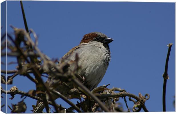 Hedge Sparrow Canvas Print by Randal Cheney