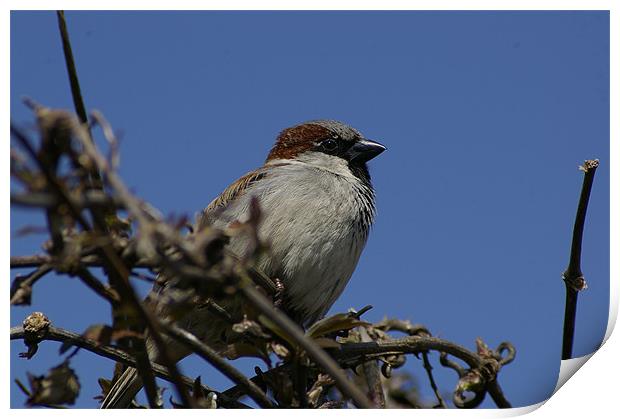 Hedge Sparrow Print by Randal Cheney
