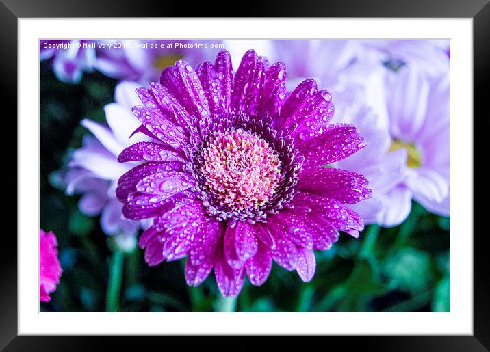  Droplets on a Daisy Framed Mounted Print by Neil Vary