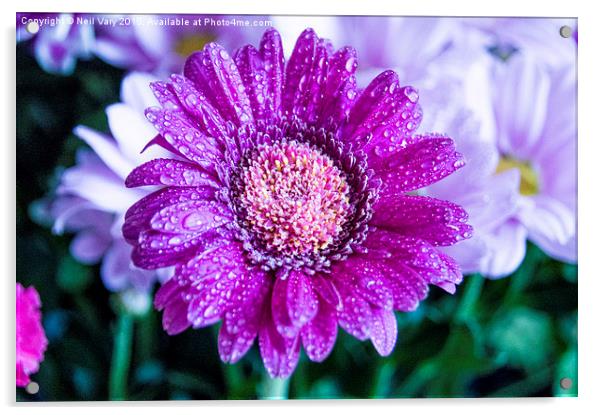  Droplets on a Daisy Acrylic by Neil Vary