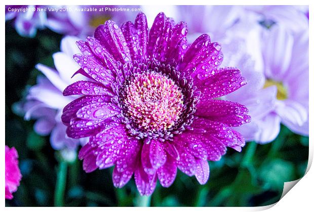  Droplets on a Daisy Print by Neil Vary