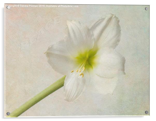  Amaryllis Acrylic by Sandra Pledger