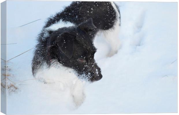  Jack Russell in the snow Canvas Print by Stuart Prosser