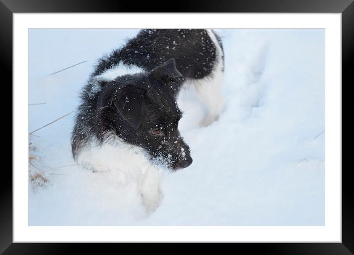  Jack Russell in the snow Framed Mounted Print by Stuart Prosser