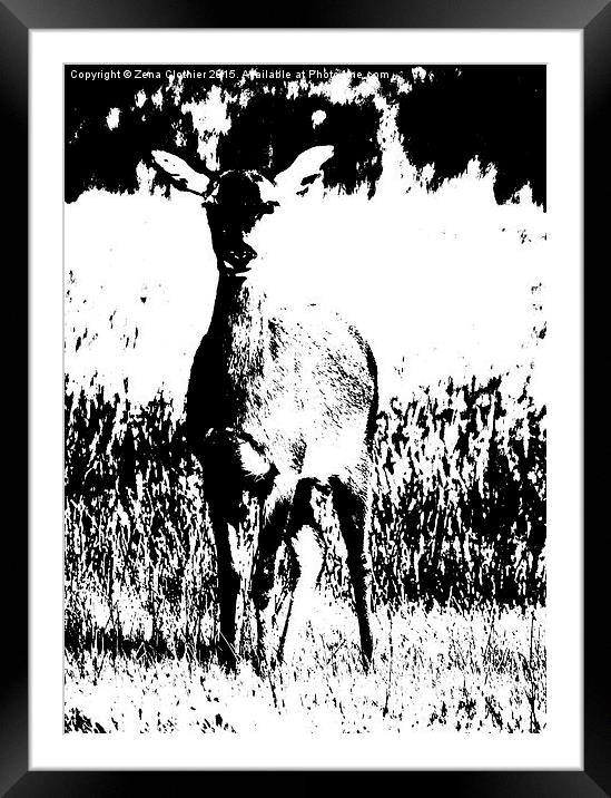  Baby Deer Framed Mounted Print by Zena Clothier