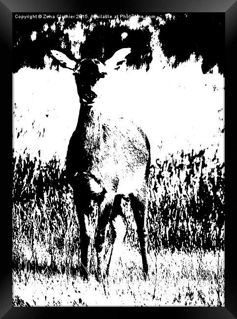  Baby Deer Framed Print by Zena Clothier