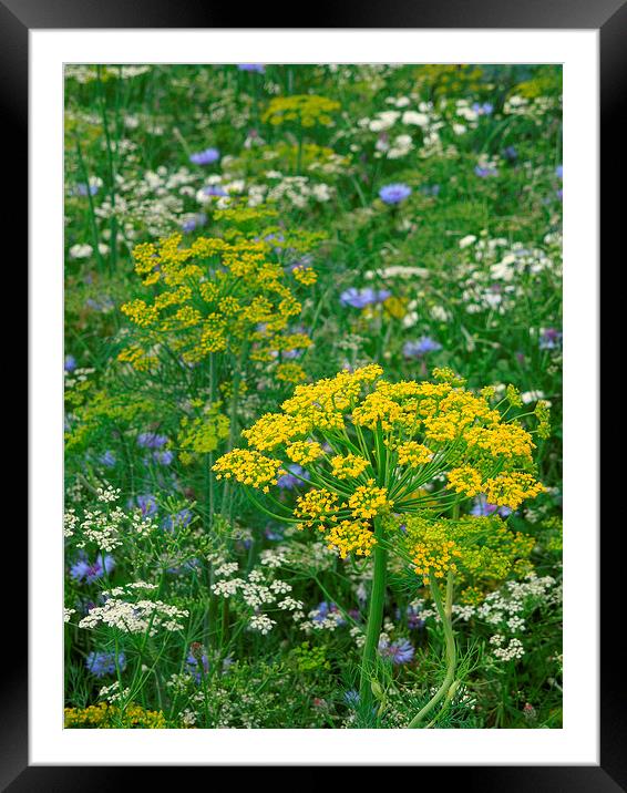  summer meadow sunshine Framed Mounted Print by Heather Newton