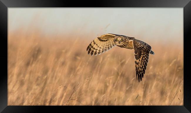  The eyes  Framed Print by Philip Male