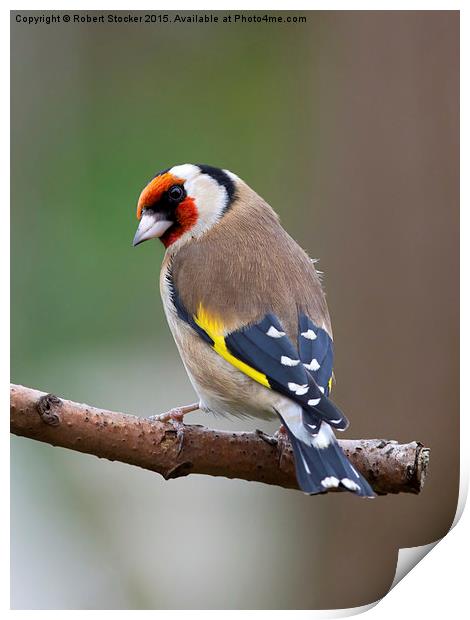   Goldfinch european Print by Robert Stocker