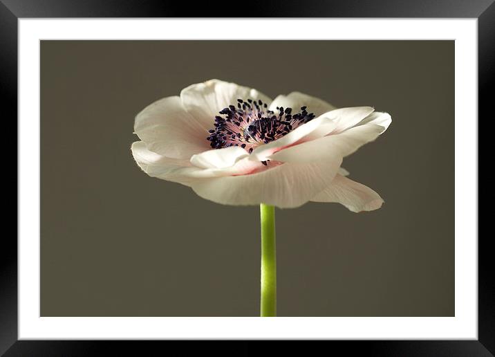  winter light on anemone Framed Mounted Print by Maggie Railton