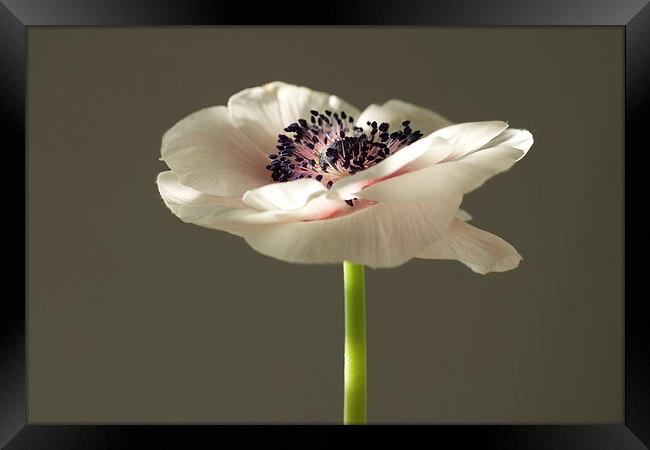  winter light on anemone Framed Print by Maggie Railton
