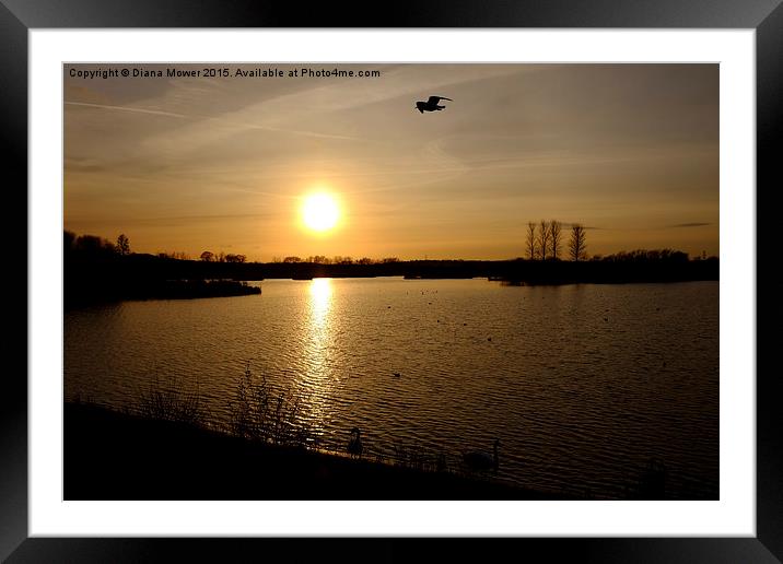  Abberton Reservoir Essex Framed Mounted Print by Diana Mower