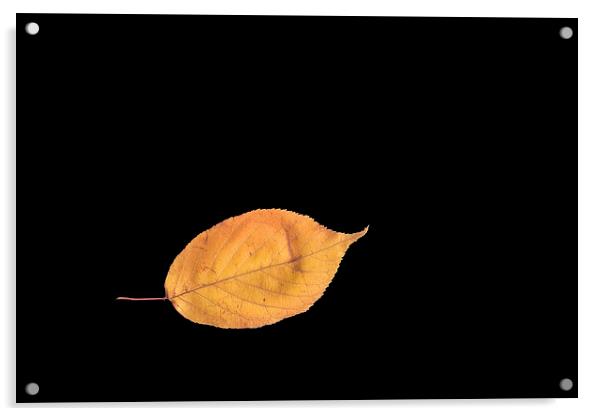  Leaf on black Acrylic by Ivan Kovacs