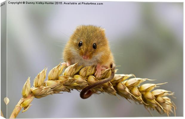  Harvest Mouse on Wheat Canvas Print by Danny Kidby-Hunter