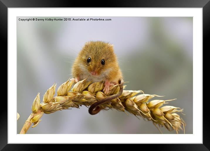  Harvest Mouse on Wheat Framed Mounted Print by Danny Kidby-Hunter