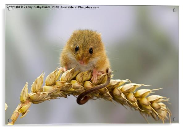  Harvest Mouse on Wheat Acrylic by Danny Kidby-Hunter