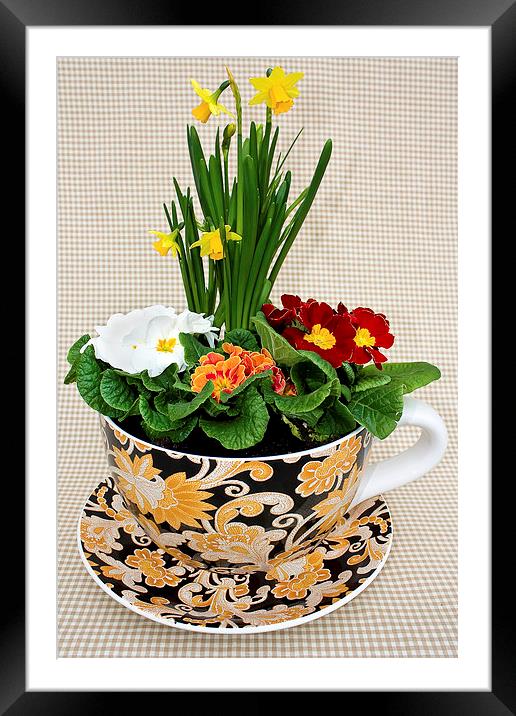 Garden in a tea cup Framed Mounted Print by Gary Kenyon
