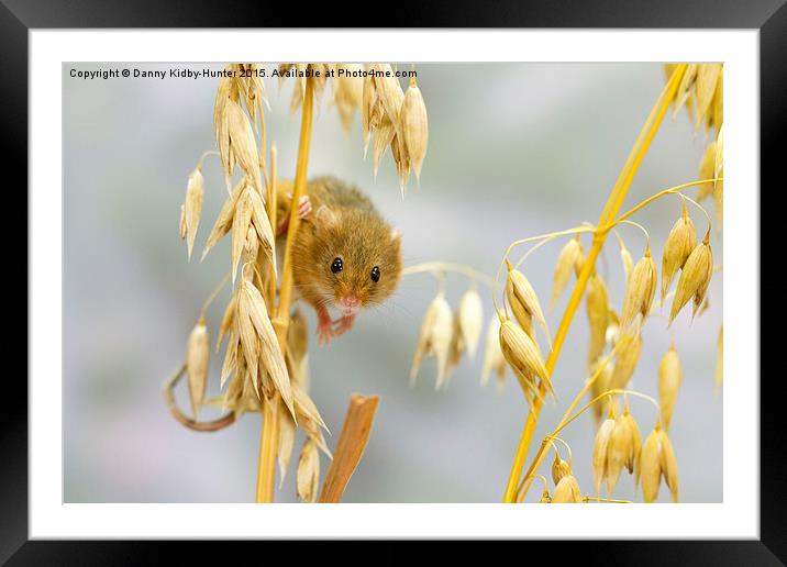  Harvest Mouse Framed Mounted Print by Danny Kidby-Hunter
