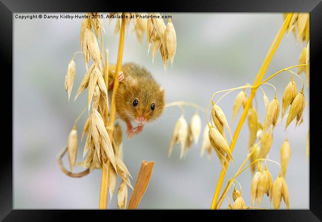  Harvest Mouse Framed Print by Danny Kidby-Hunter