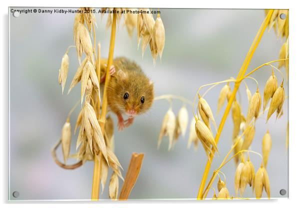  Harvest Mouse Acrylic by Danny Kidby-Hunter