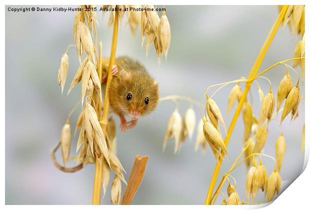  Harvest Mouse Print by Danny Kidby-Hunter