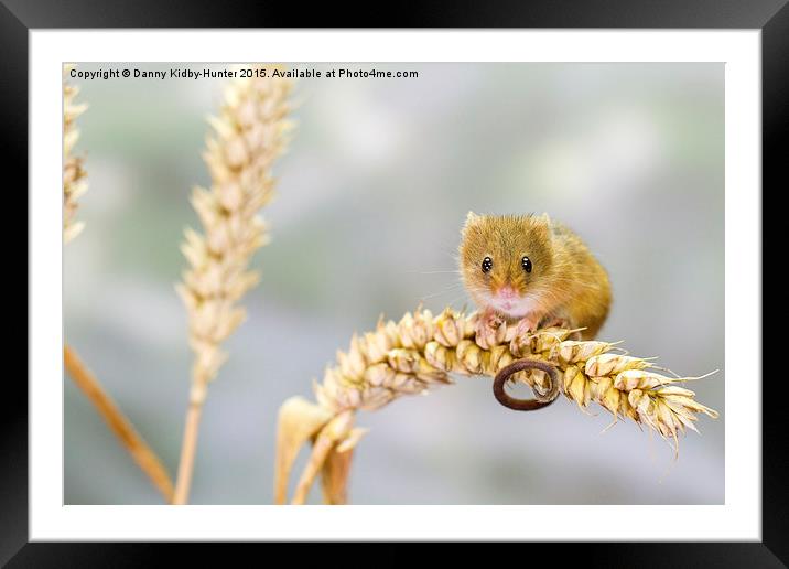  Harvest Mouse 2 Framed Mounted Print by Danny Kidby-Hunter