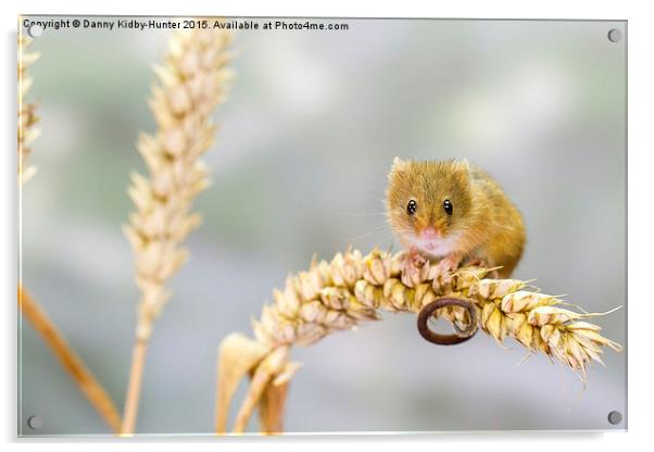  Harvest Mouse 2 Acrylic by Danny Kidby-Hunter