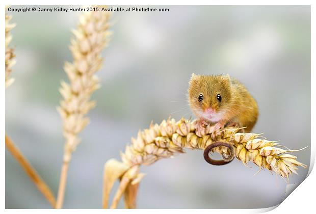  Harvest Mouse 2 Print by Danny Kidby-Hunter