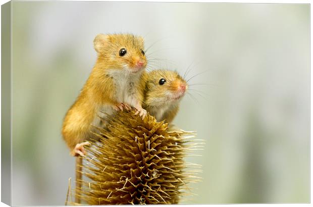  Harvest Mice on Lookout  Canvas Print by Danny Kidby-Hunter
