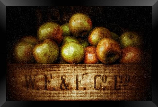 Painted Apples in Crate Framed Print by Scott Anderson
