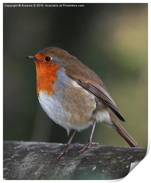  Babbacombe Robin Print by Graeme B