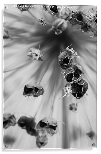 Seeded Allium I Acrylic by Angie Morton