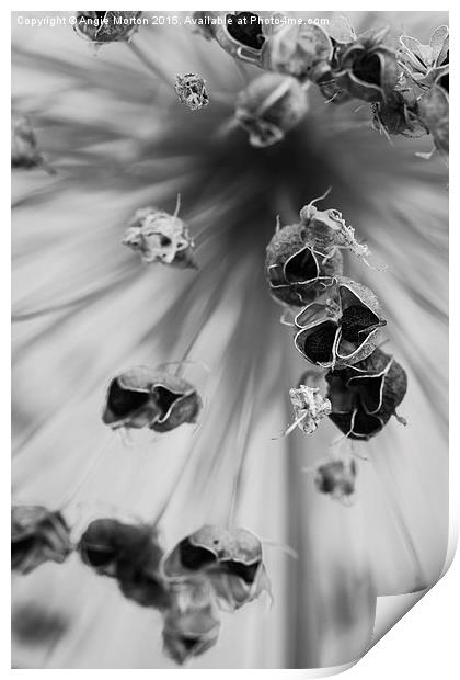 Seeded Allium I Print by Angie Morton