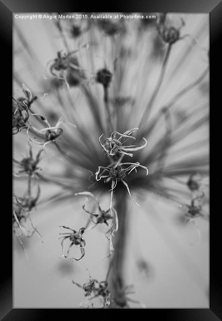 Seeded Allium II Framed Print by Angie Morton
