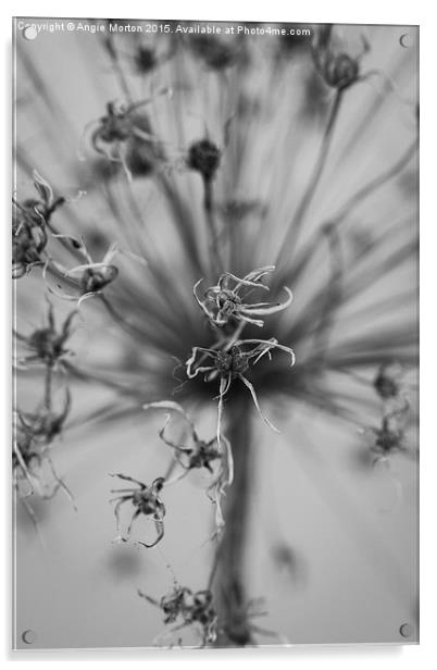 Seeded Allium II Acrylic by Angie Morton