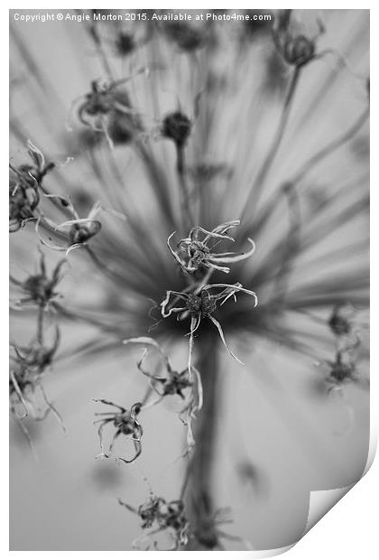 Seeded Allium II Print by Angie Morton