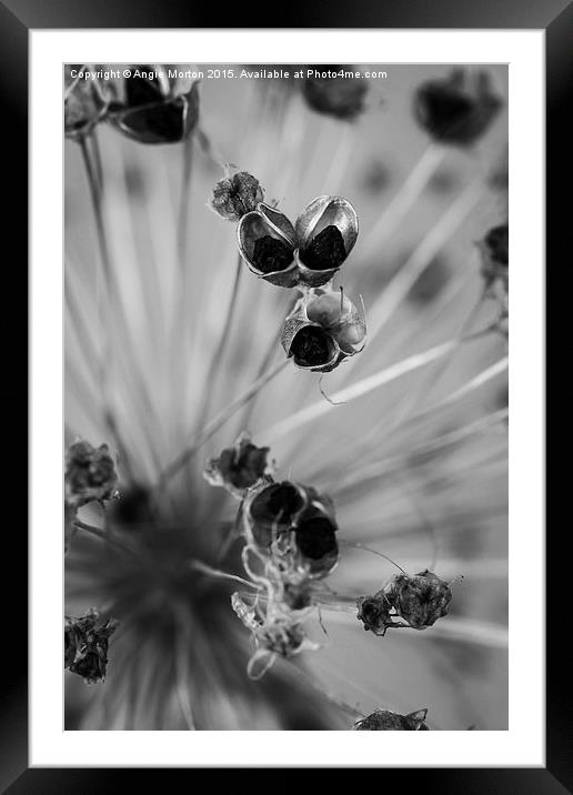 Seeded Allium III Framed Mounted Print by Angie Morton