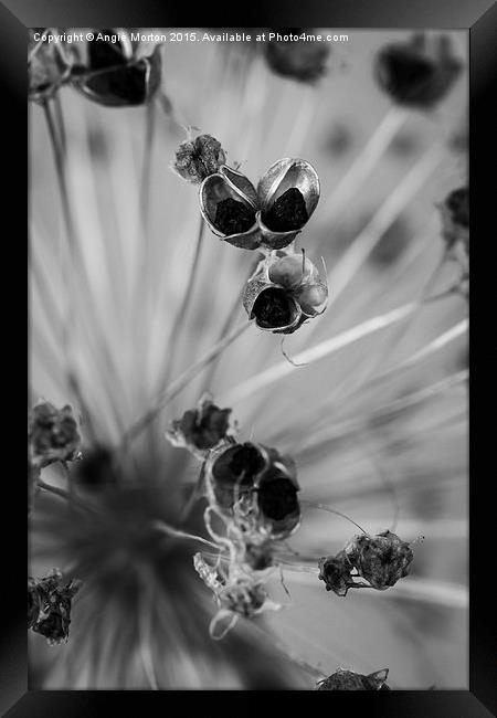 Seeded Allium III Framed Print by Angie Morton