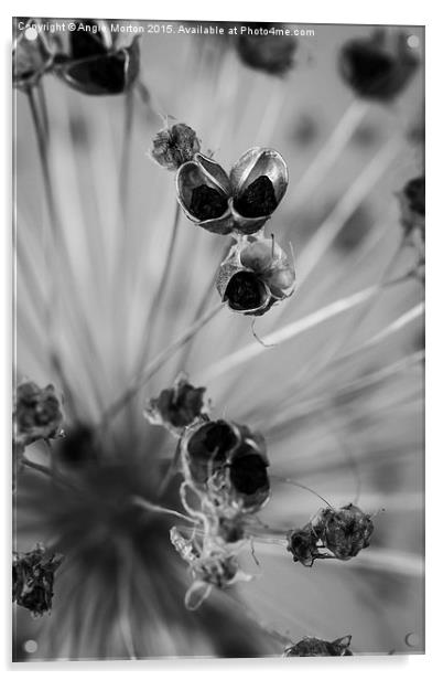 Seeded Allium III Acrylic by Angie Morton