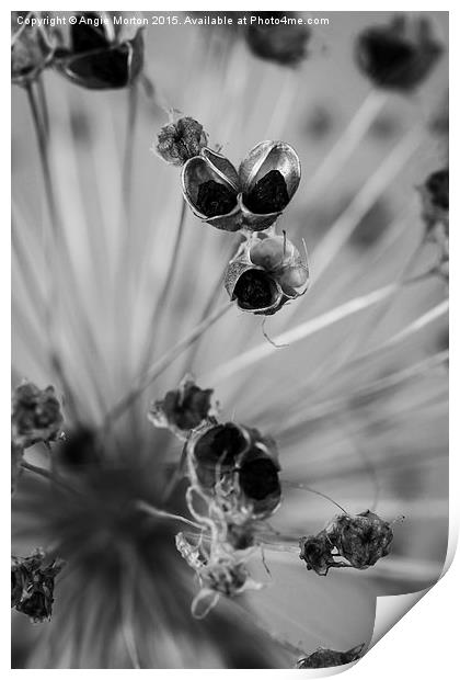 Seeded Allium III Print by Angie Morton